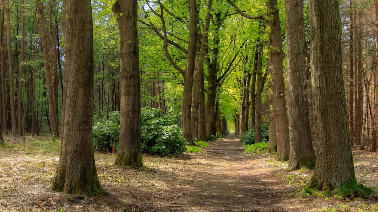 Vakantiehuis In Een Prachtige Bosrijke Omgeving In Twente! Bornerbroek Zewnętrze zdjęcie